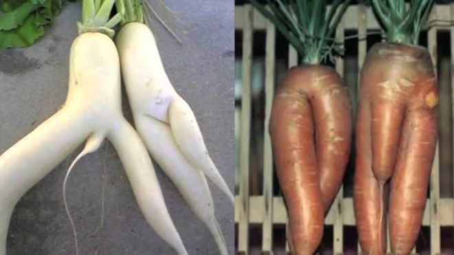 эротическая морковка