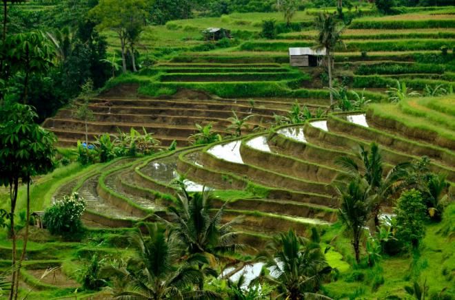 Индонезийские рисовые террасы