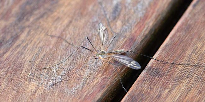 кол-во комаров в мире