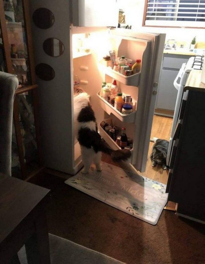 кот и холодильник