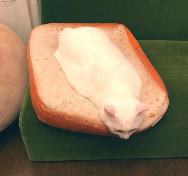 кот на хлебе