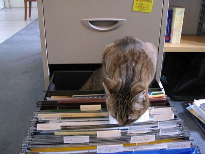 Кот в ящике с документами