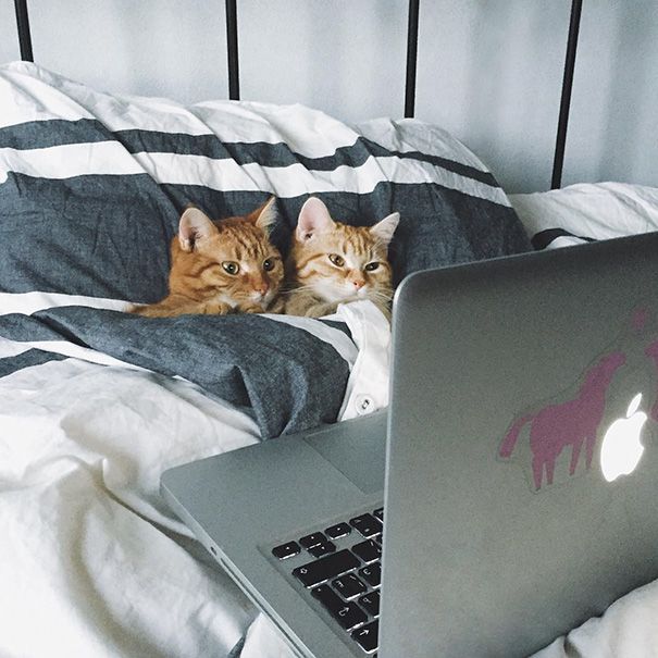 Коты под одеялом смотрят фильм