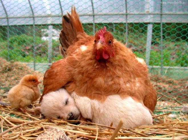 Курица и щенок