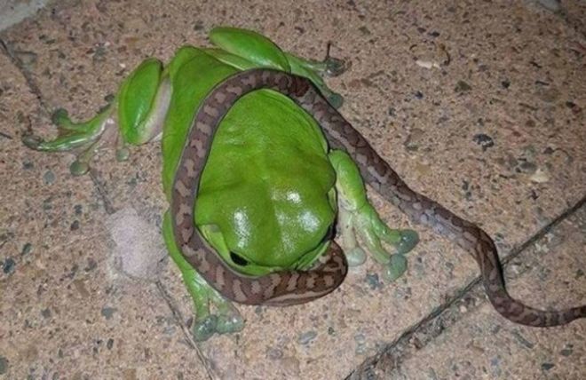 лягушка и змея