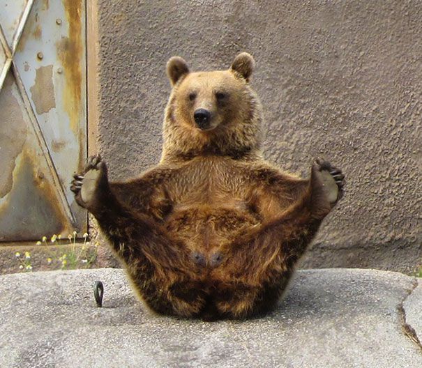 медведь-йога