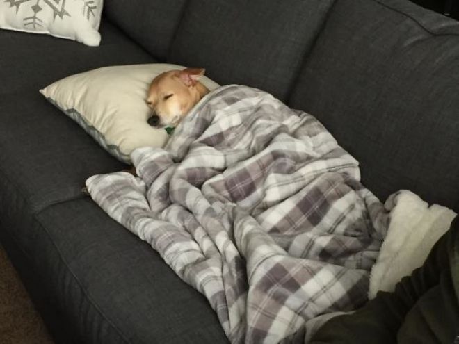 Собака спит под одеялом