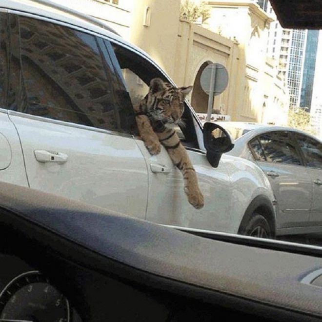 Тигр выглядывает из авто
