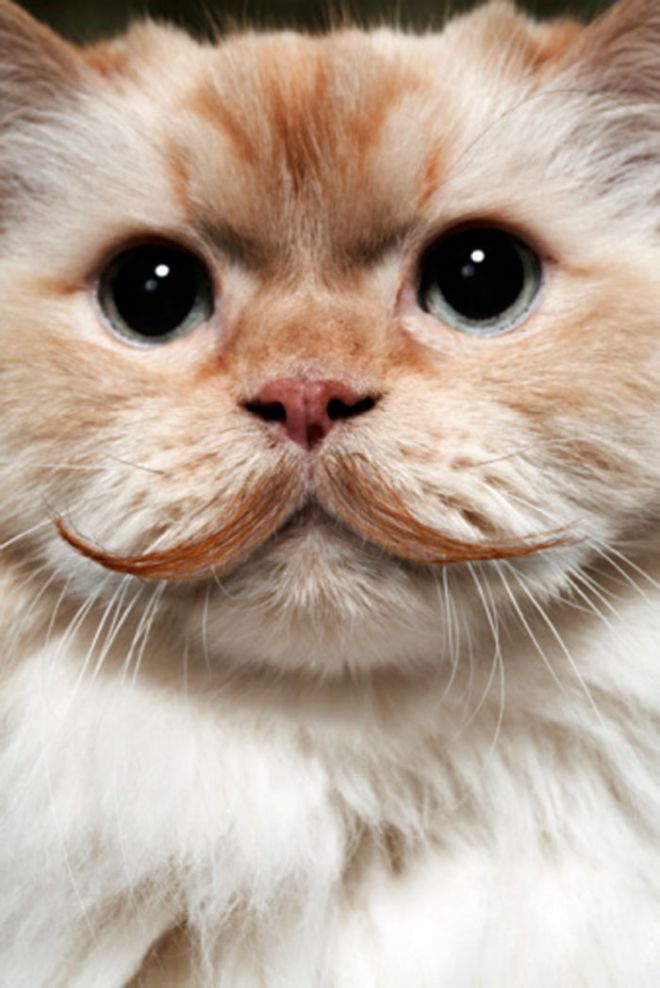 Кот с длинными уложенными гелем усами