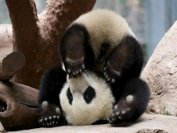 панда йога