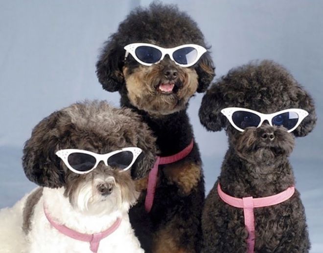 Собаки в очках