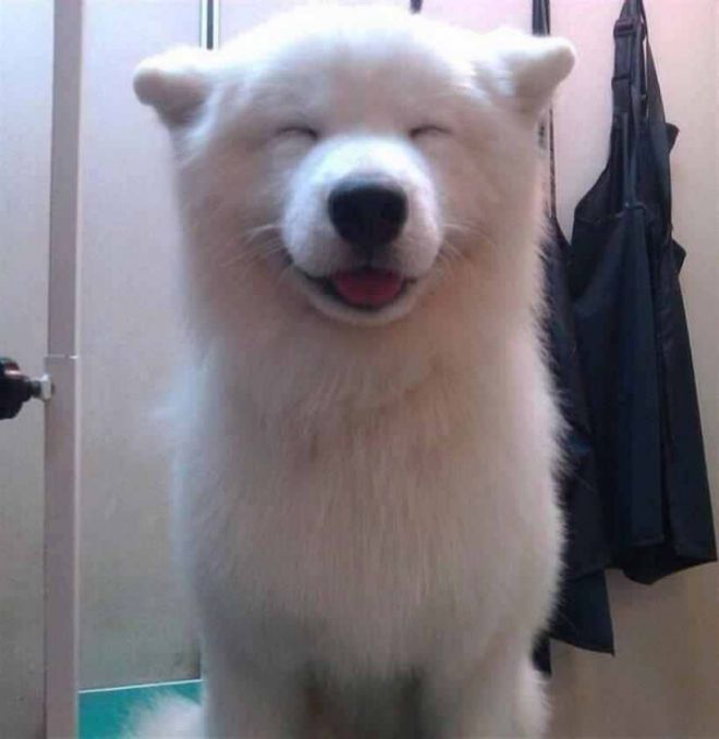 Счастливый пес