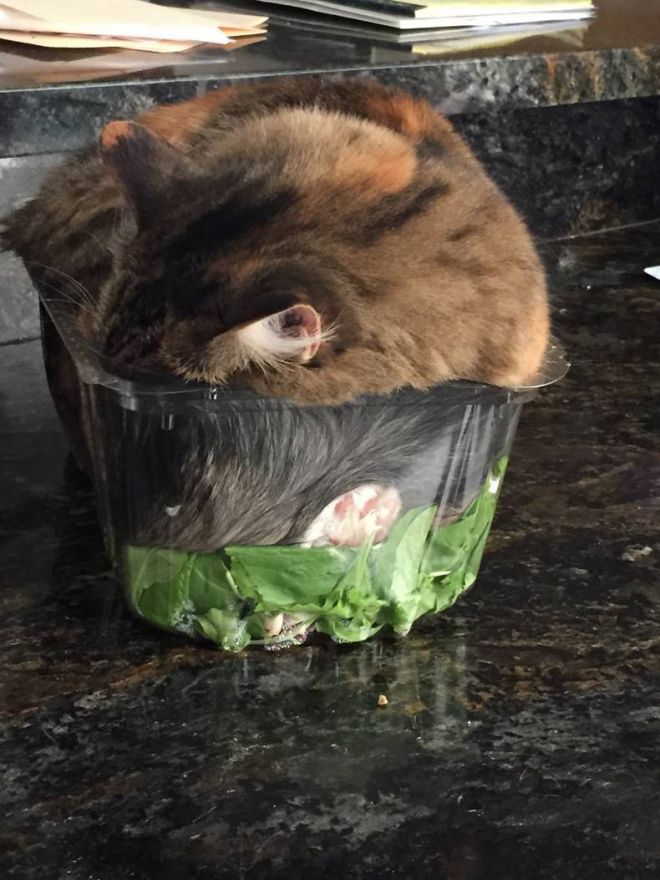 in a salad