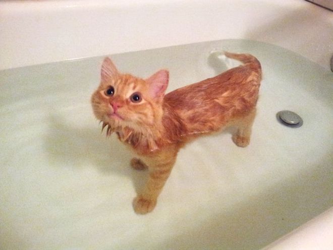 Кот в воде