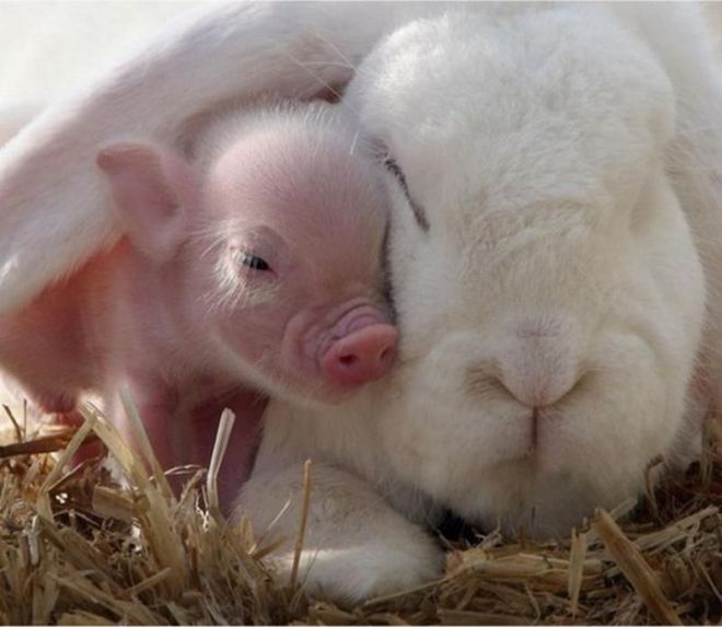 Кролик и свинка