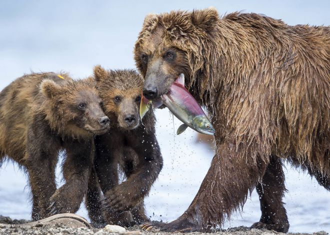 Семейство медведей возвращается с охоты