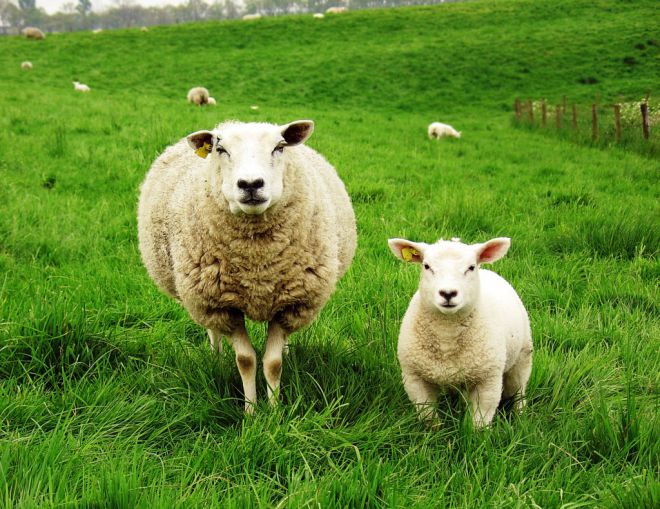 Овцы на траве