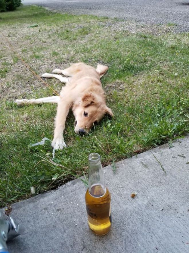 Пес тянется к пиву