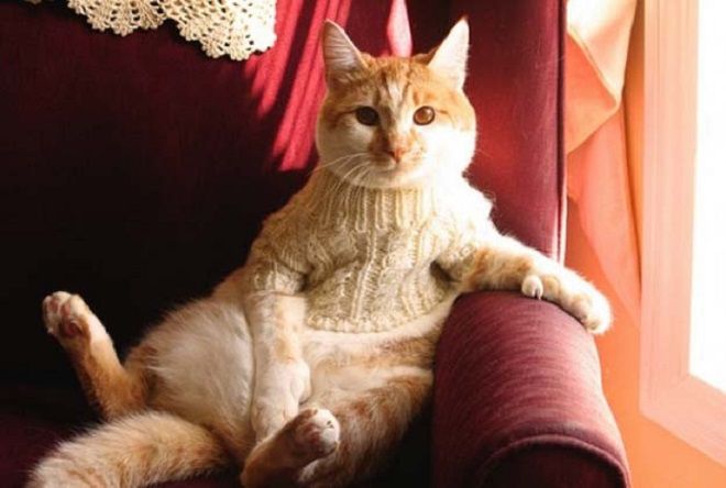 Кот сидит в свитерке