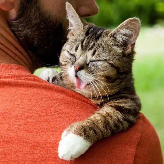 Кот на руках с высунутым языком