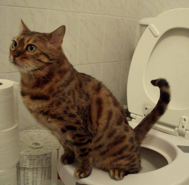 Кот на туалете