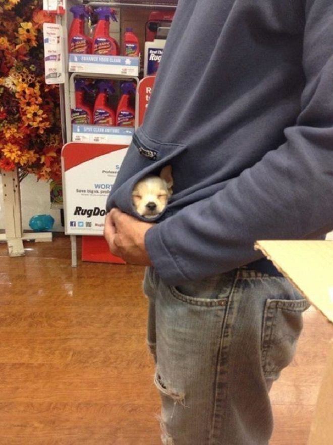 Собака в кармане