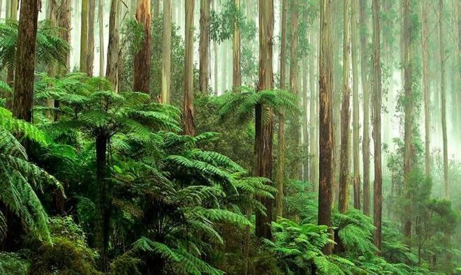 Исчезновение тропических лесов