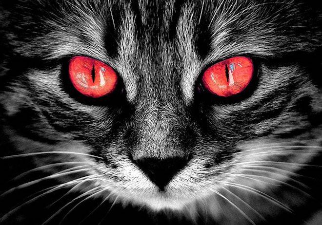 Кот с красными глазами
