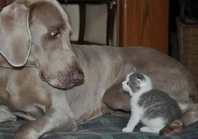 Котенок и пес смотрят друг на друга