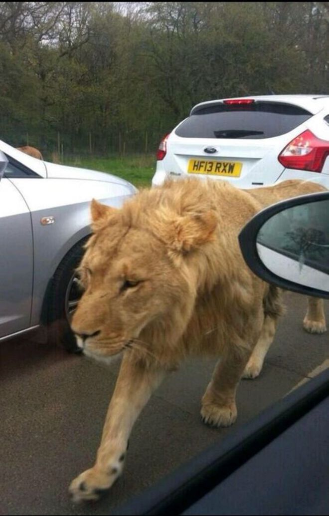 лев на дороге