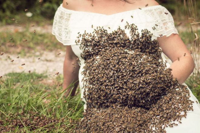 пчелы и беременность