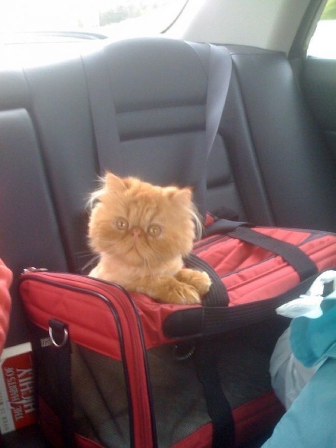 Рыжий кот в сумке