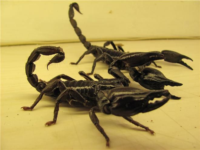 Самка скорпиона