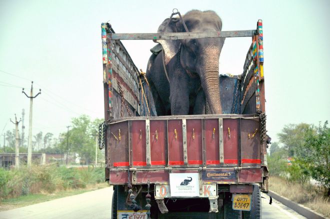 Слон в грузовичке