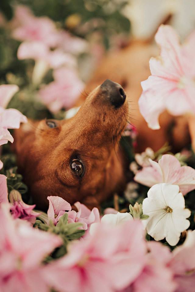 Собака и цветы