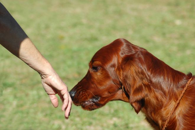 Собака нюхает руку