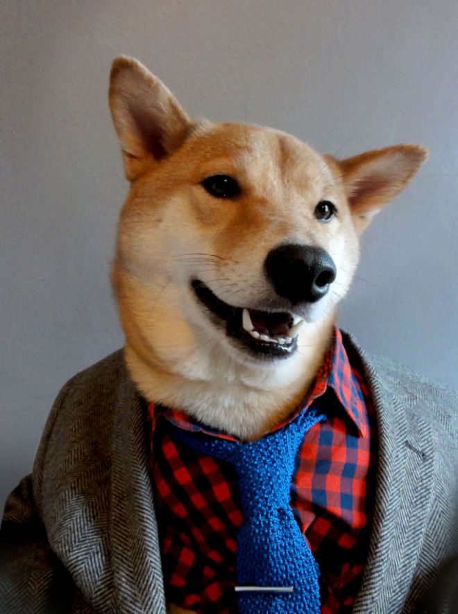 Собака с галстуком