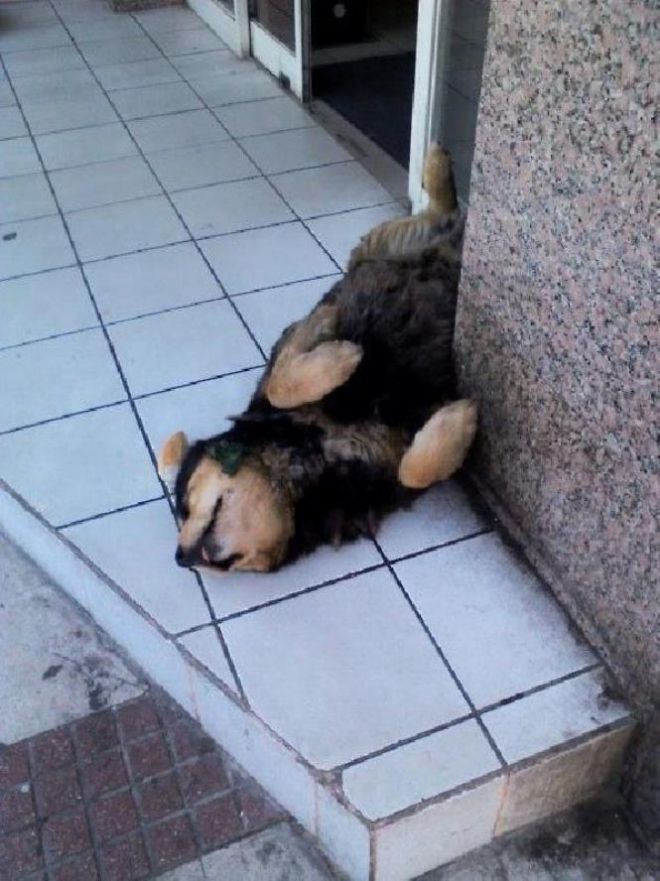 Собака спит на углу