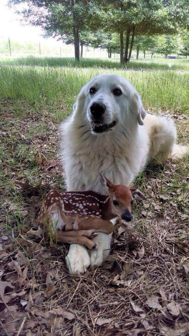Пес и олененок