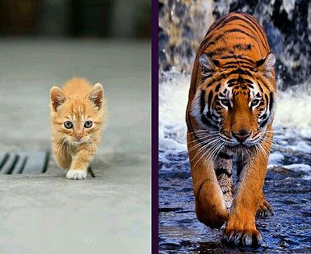 Кот и тигр