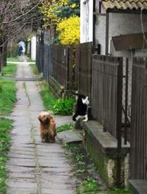 Кот с собакой встречаются на дороге