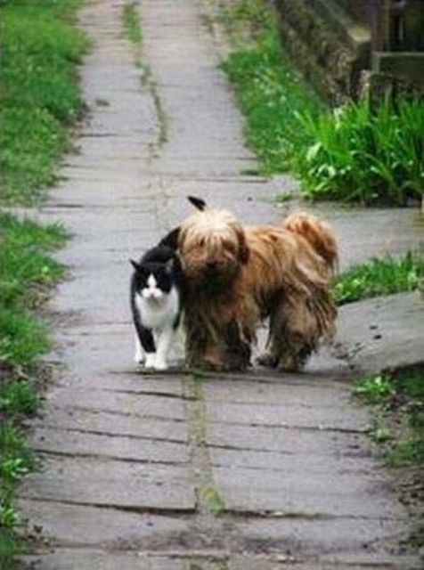 Кот с собакой гуляют