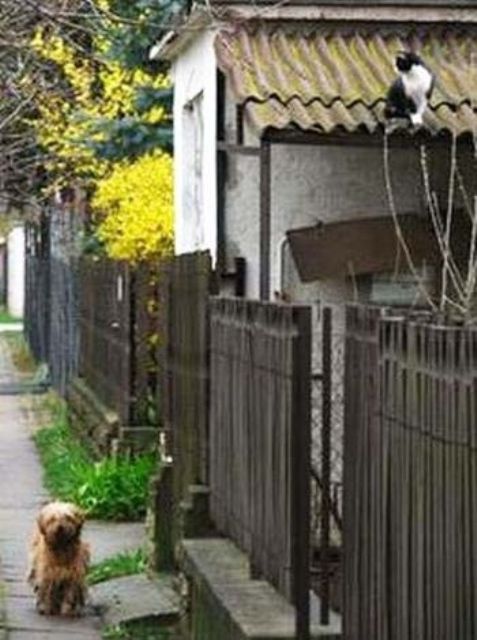 Собака с котом встречаются на прогулке