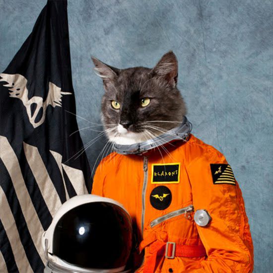 Кот-астронавт