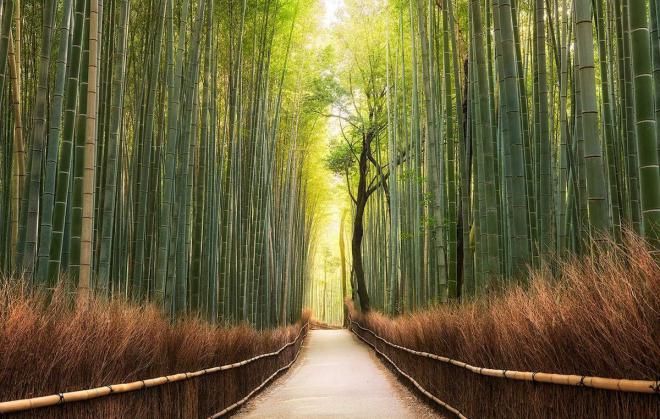 Бамбуковый лес Сагано, Япония