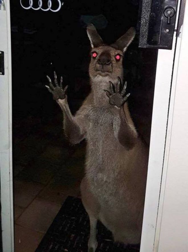 кенгуру в гости