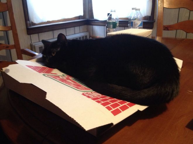 Кот на пицце