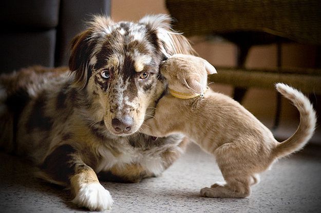 Кот шепчет что-то на ухо собаке