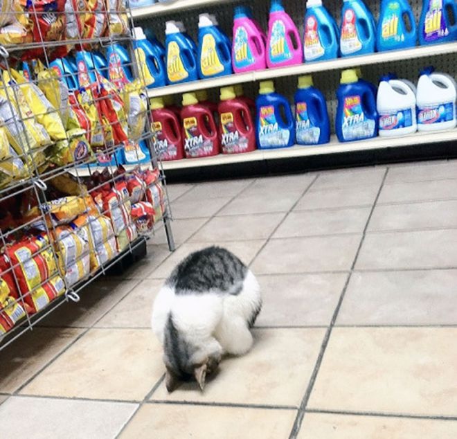 Кот скрутился клубком в проходе магазина