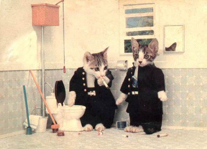 Котята в костюмах курят в туалете